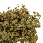 Oregano greckie suszone - gałązki